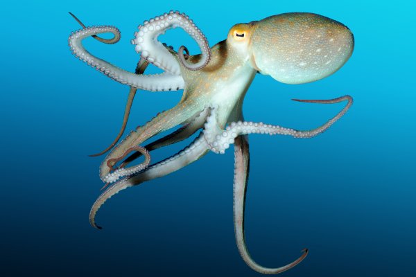 Kraken dark