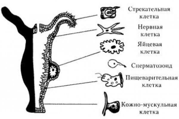 Активная ссылка кракен